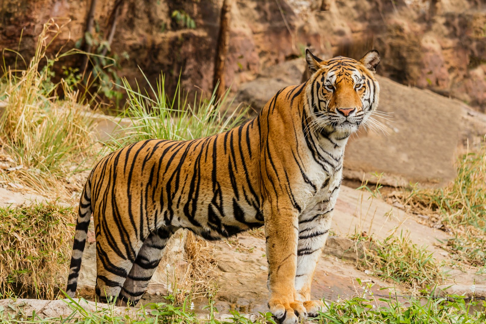 Bardia National Park Wilderness Tiger Safari